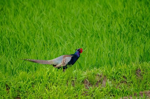 Photo, bird, pheasant, birds, 