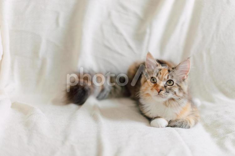 白いシーツと子猫７ 子猫,仔猫,猫の写真素材