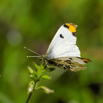 ツマキチョウ ツマキチョウの写真