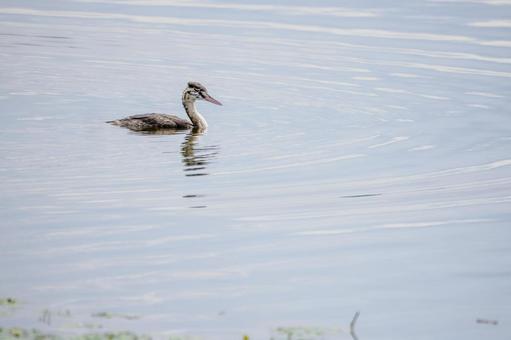 カンムリカイツブリの若鳥(28) カンムリカイツブリの若鳥(28)の写真