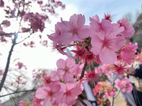 桜 桜の写真