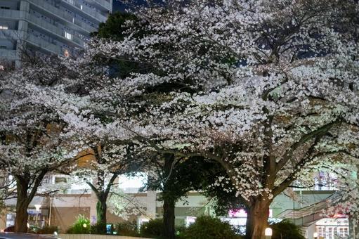 武蔵浦和駅の夜桜 武蔵浦和,桜,夜桜の写真素材