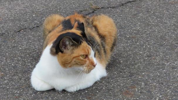 香箱座りで夕涼みするもふもふな三毛猫 香箱座りで夕涼みするもふもふな三毛猫 三毛猫,猫,香箱座りの写真素材