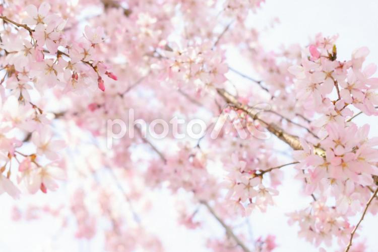 満開のしだれ桜 桜,サクラ,春の写真素材