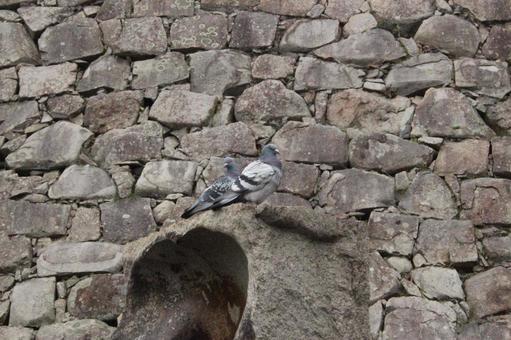 ２羽の鳩 鳩,石垣,街並みにある景色の写真素材