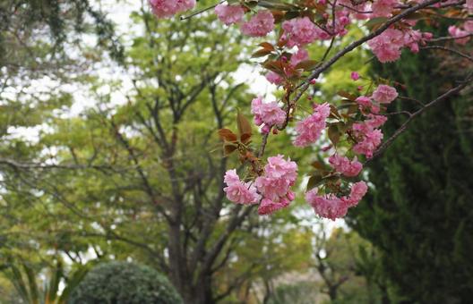 八重桜の写真