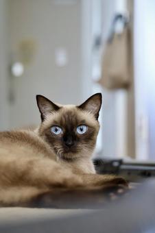 横座りしてこっちを見るシャムミックス ねこ,シャムミックス,シャムの写真素材