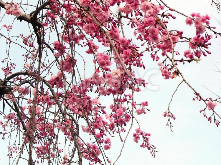 濃いピンクの枝垂れ桜 シダレ,シダレザクラ,しだれの写真素材