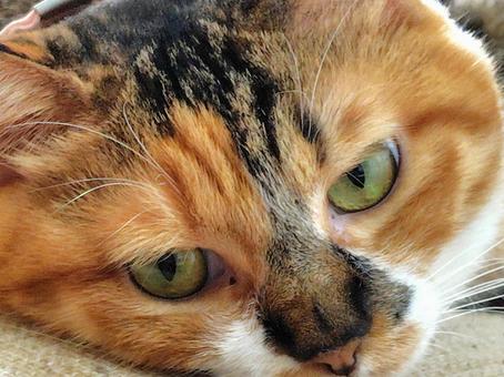 三毛猫カメラ目線 三毛猫カメラ目線の写真