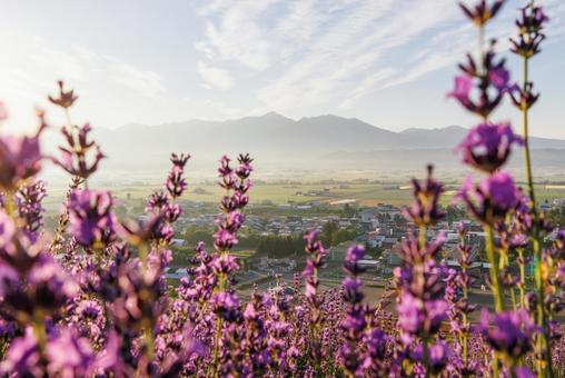 早朝のラベンダー畑 早朝のラベンダー畑 ラベンダー,早朝,中富良野町の写真素材