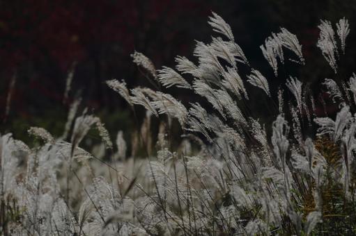 Late Autumn Japanese Pampas Grass-3, JPG
