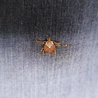 気がつけば服にがマダニが 気がつけば服にがマダニがの写真