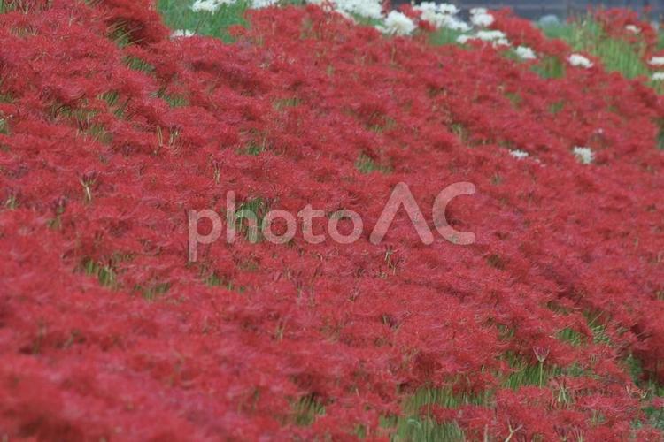 【彼岸花の写真】彼岸花が咲く風景 彼岸花,ヒガンバナ,赤の写真素材