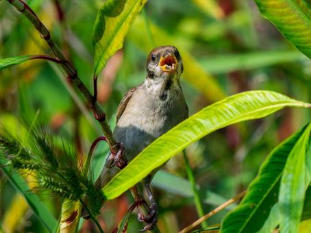 枝にとまるスズメ 枝にとまるスズメ スズメ,雀,鳥の写真素材