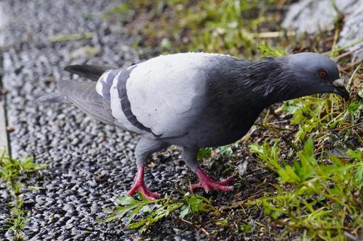 pigeon, JPG pigeon, JPG
