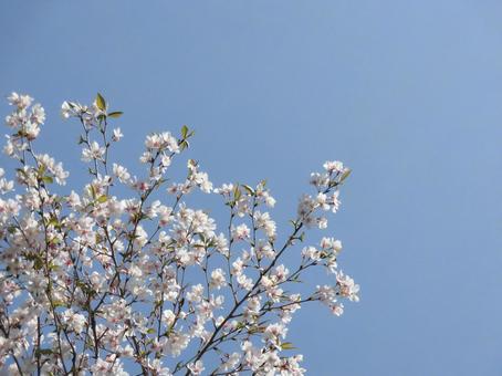 葉桜⑨ 葉桜⑨ 桜,葉桜,ボタニカルの写真素材