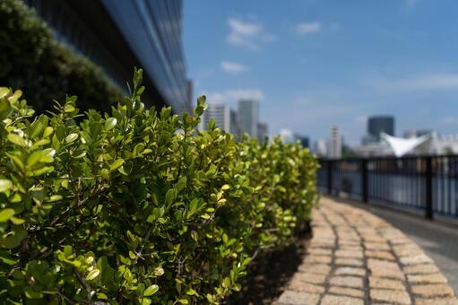 夏のおしゃれな川沿いの道 夏のおしゃれな川沿いの道の写真