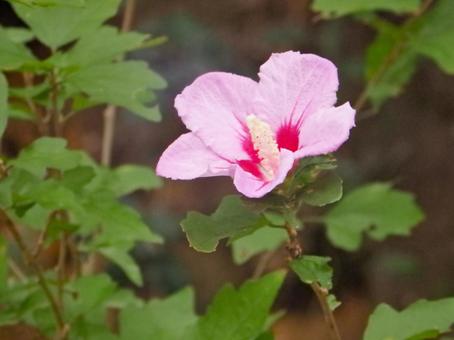ムクゲの花 ムクゲの花の写真