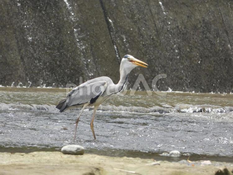 魚を呑み込むアオサギ 鳥,野鳥,アオサギの写真素材