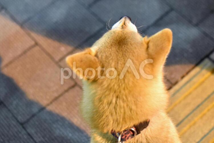 柴犬・夜散歩・鼻にシワ 柴犬,柴,犬の写真素材