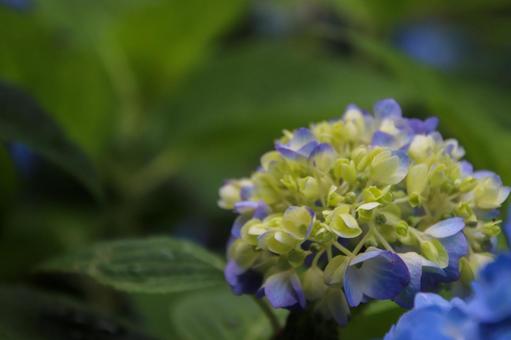 満開になる前のアジサイの写真