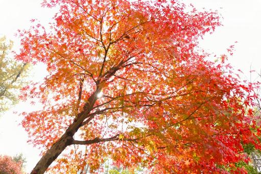 イロハモミジ 2013 12 紅葉,モミジ,秋の写真素材