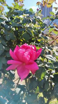 ローズ ローズ,バラ,薔薇の写真素材