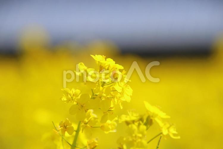 福岡県古賀市の筵内菜の花公園 福岡県,古賀市,むしろうちの写真素材
