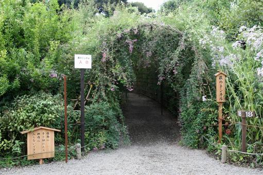 ハギ・萩 ハギ・萩,風景マクロ,自然風景の写真素材