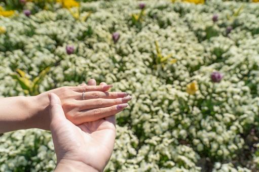 花壇で手を重ねるカップルの指輪④ 花壇で手を重ねるカップルの指輪④の写真