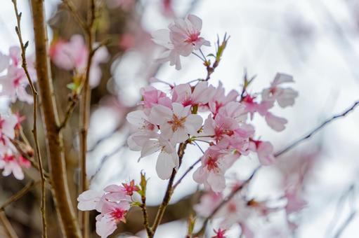 春風に揺れる桜の花の写真