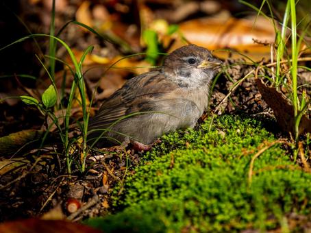 地面を歩くスズメの若鳥 地面を歩くスズメの若鳥の写真