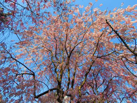 満開の桜と青空 桜,春,桜の花の写真素材
