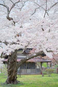 松前城の桜 松前城の桜の写真