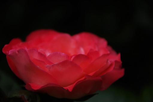 一輪の花 一輪の花の写真