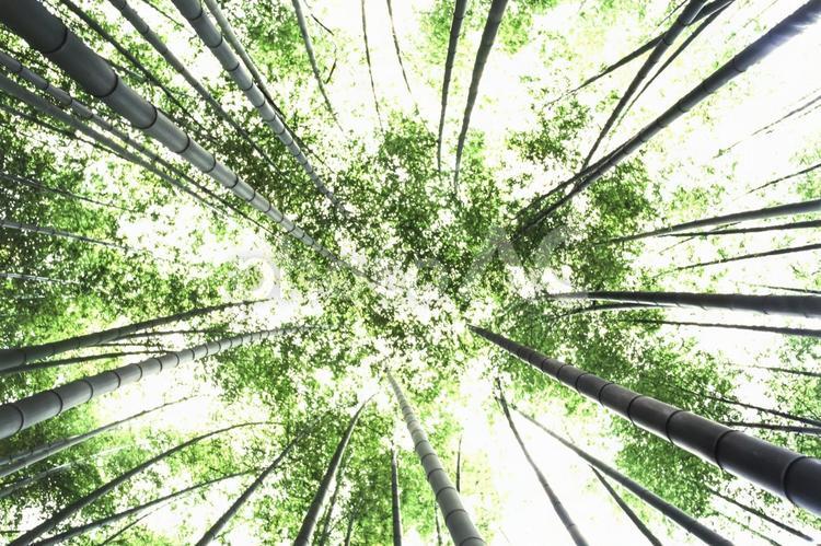 竹林の木漏れ日5 春,若葉,竹林の写真素材