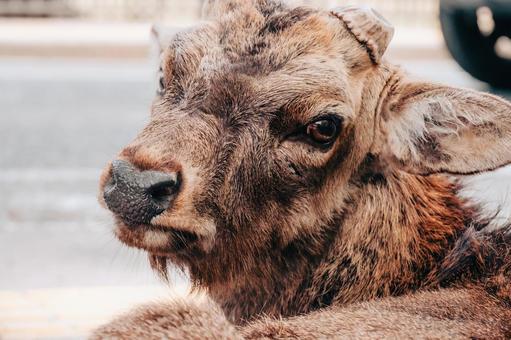 強面ですが何か御用ですか 鹿,動物,哺乳類の写真素材