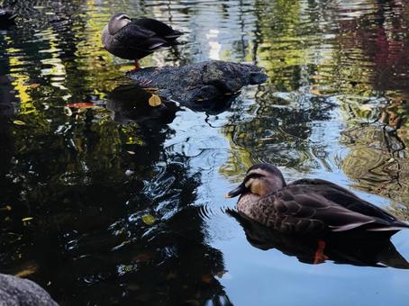 紅葉の水面と鴨 紅葉の水面と鴨 カモ,鳥,自然の写真素材