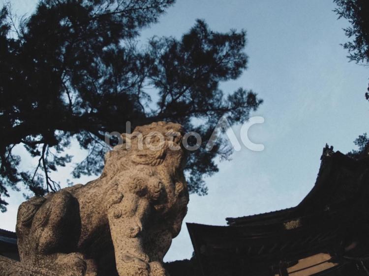 守り犬　こま犬 神社,夕暮れ,空の写真素材