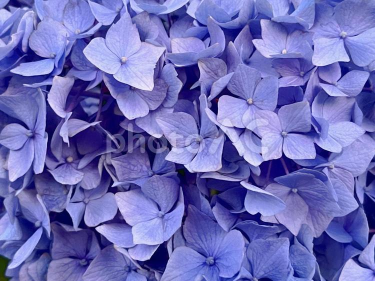 画面いっぱいの紫陽花の花 あじさい,アジサイ,紫の写真素材