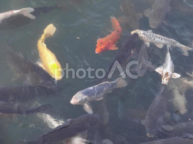 池のコイたち 鯉,魚,泳ぐの写真素材