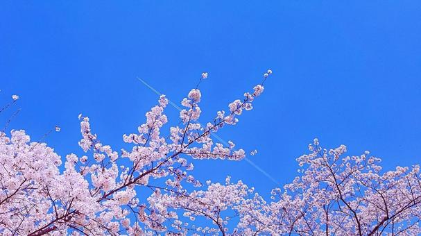 桜 未来へ5 桜 未来へ5 桜,さくら,花の写真素材