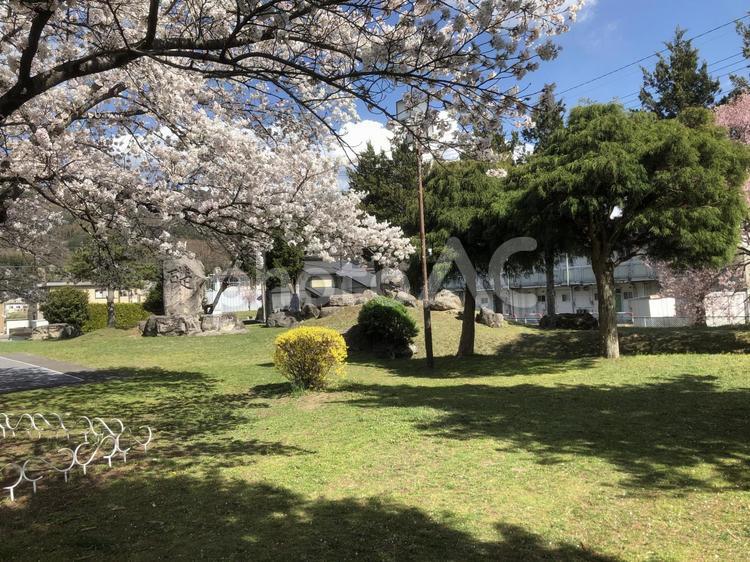 天気の良い日の公園 みどり,自然,木の写真素材