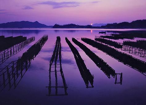 牡蠣筏の朝日 牡蠣筏の朝日の写真