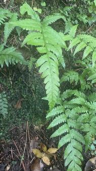 夏の植物3 夏の植物3の写真