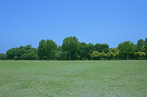 緑の公園 木,青空,森の写真素材