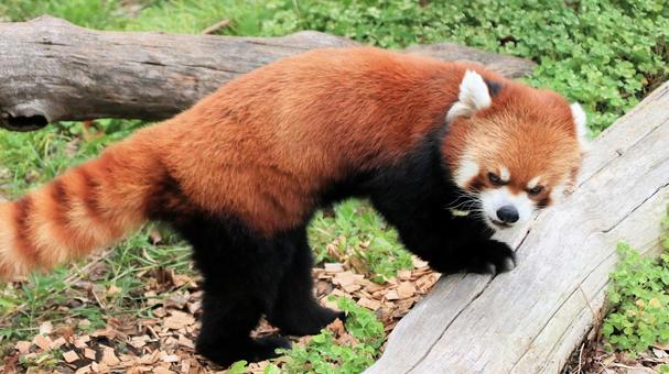 夏休みの動物園 レッサーパンダも暑い 夏休みの動物園 レッサーパンダも暑い レッサーパンダ,小熊貓,動物園の写真素材