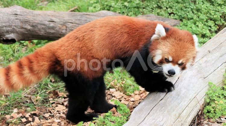 夏休みの動物園　レッサーパンダも暑い レッサーパンダ,小熊貓,動物園の写真素材