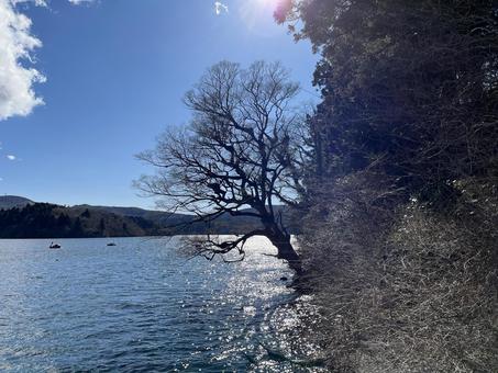 海岸の木 海岸の木の写真