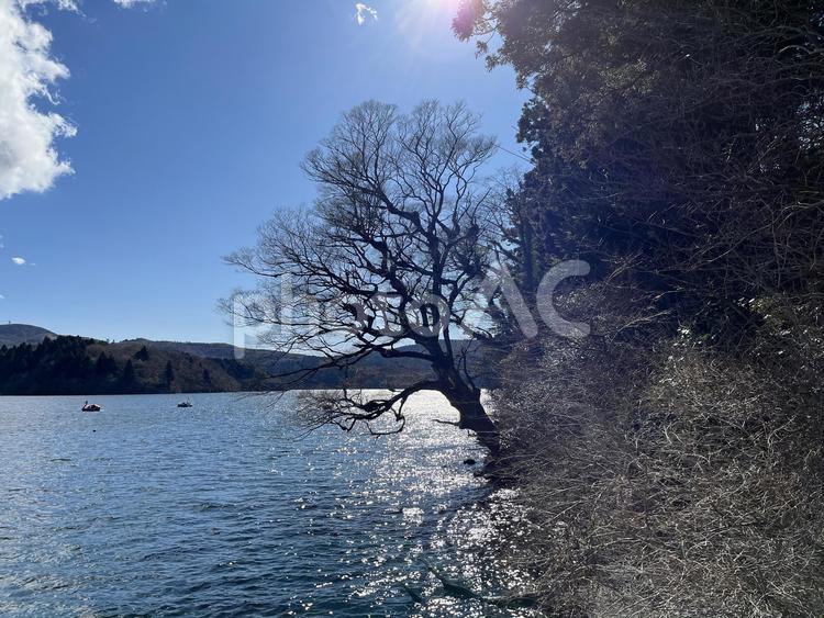 海岸の木 海,木,自然の写真素材